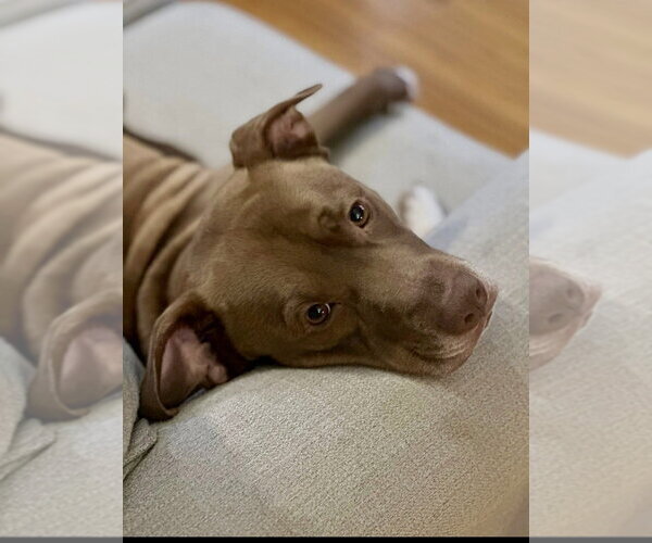 Medium Photo #25 American Pit Bull Terrier-Unknown Mix Puppy For Sale in Brewster, NY, USA