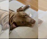 Small #24 American Pit Bull Terrier Mix