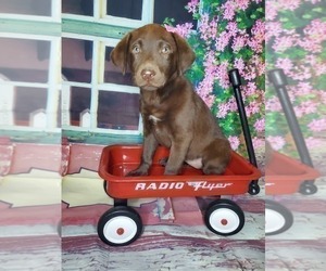 Labrador Retriever Puppy for sale in ELKHART, IN, USA