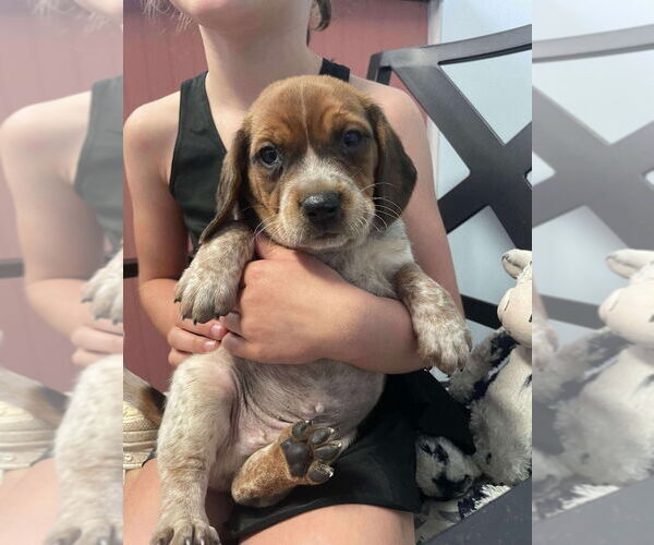 Medium Photo #1 Beagle Puppy For Sale in Cromwell, KY, USA