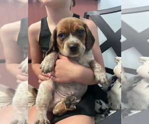 Beagle Dogs for adoption in Cromwell, KY, USA
