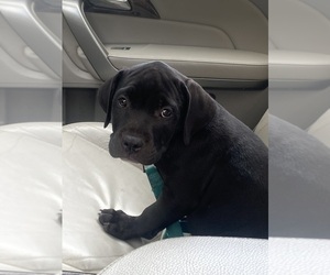 American Bandogge mastiff Puppy for sale in CASTLE HAYNE, NC, USA