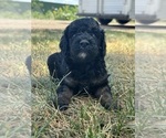 Small #7 Poodle (Miniature)-Poodle (Standard) Mix
