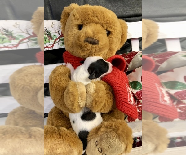 Medium Photo #8 Chihuahua Puppy For Sale in SHERMAN, TX, USA