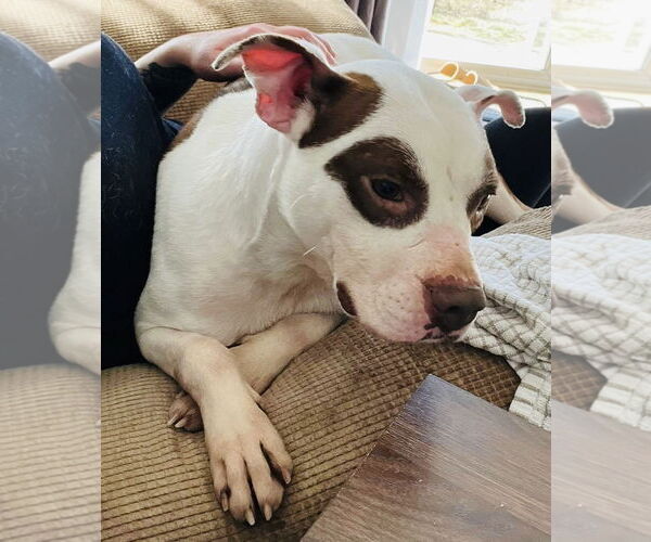 Medium Photo #10 American Pit Bull Terrier-Unknown Mix Puppy For Sale in Germantown, OH, USA