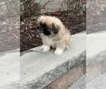 Small Photo #2 Pekingese Puppy For Sale in CANOGA, NY, USA