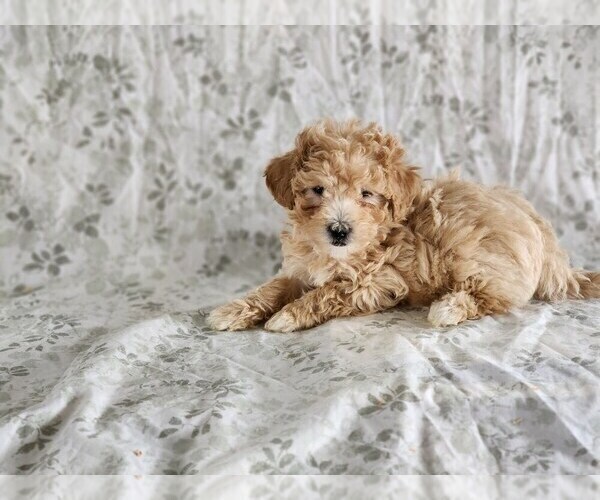 Medium Photo #3 Bichpoo Puppy For Sale in GREENWOOD, WI, USA