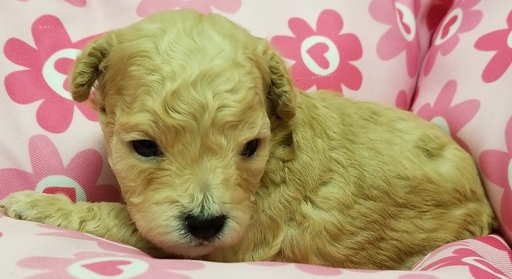 Medium Photo #1 Poodle (Miniature) Puppy For Sale in SHALLOTTE, NC, USA