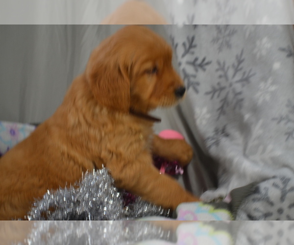 Medium Photo #34 Golden Retriever Puppy For Sale in GREENWOOD, WI, USA