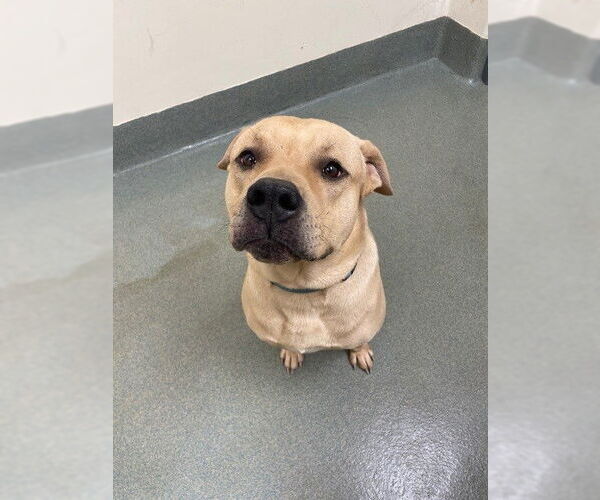 Medium Photo #1 Labrador Retriever-Unknown Mix Puppy For Sale in Lee's Summit, MO, USA