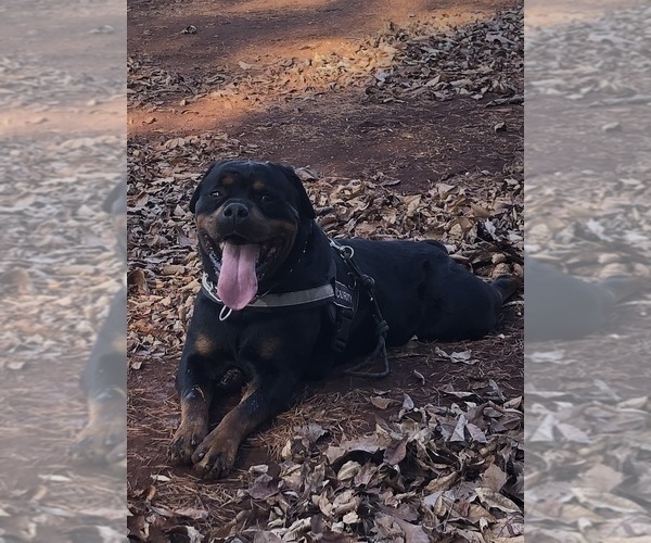 Medium Photo #38 Rottweiler Puppy For Sale in VONORE, TN, USA