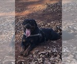 Small #37 Rottweiler