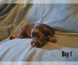 Schnauzer (Miniature) Puppy for sale in LAKEVILLE, OH, USA