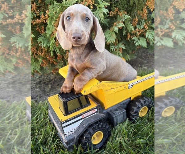 Medium Photo #2 Dachshund Puppy For Sale in MIDDLEBURY, IN, USA