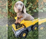 Briggs - Male Dachshund Puppy for Sale - Photo #2