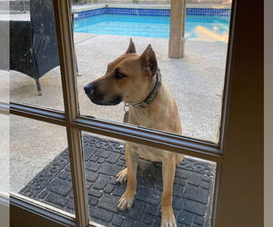 American Staffordshire Terrier-Unknown Mix Dogs for adoption in Dana Point, CA, USA