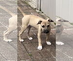 Small #9 Black Mouth Cur-Labrador Retriever Mix