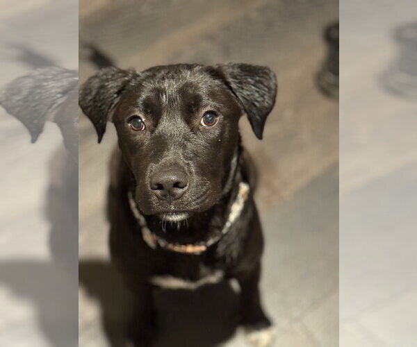 Medium Photo #3 Labrador Retriever-Unknown Mix Puppy For Sale in The Woodlands, TX, USA