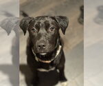 Small #2 Labrador Retriever Mix