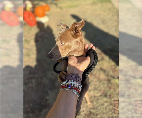 Medium Photo #3 Chihuahua-Unknown Mix Puppy For Sale in Grafton, WI, USA