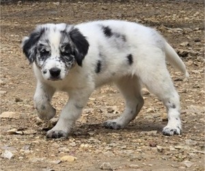 Medium Border Collie-German Shorthaired Pointer Mix