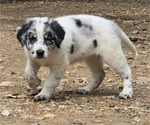 Puppy Bluey Border Collie-German Shorthaired Pointer Mix