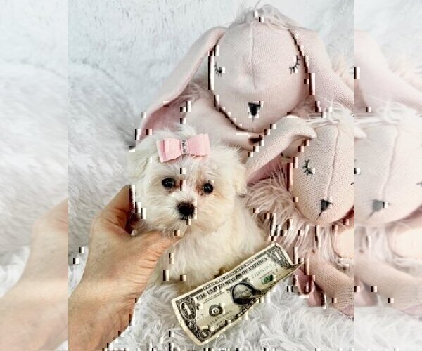 Medium Photo #16 Morkie Puppy For Sale in FERNANDINA BEACH, FL, USA