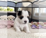 Puppy Storm Morkie