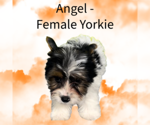Yorkshire Terrier Puppy for sale in AZLE, TX, USA