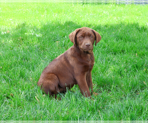Medium Photo #8 Labrador Retriever Puppy For Sale in SYRACUSE, IN, USA