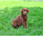 Small #7 Labrador Retriever