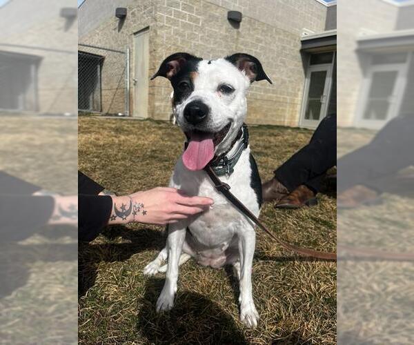 Medium Photo #1 Texas Heeler-Unknown Mix Puppy For Sale in Ogden, UT, USA
