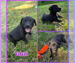 Labsky Dogs for adoption in Blacksburg, SC, USA