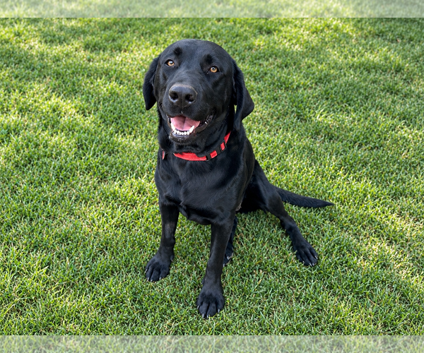 Medium Photo #1 Labrador Retriever Puppy For Sale in Clovis, CA, USA
