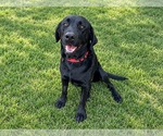 Cinderella - Female Labrador Retriever Dog for Adoption - Small photo
