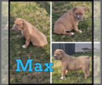 Image preview for Ad Listing. Nickname: Max