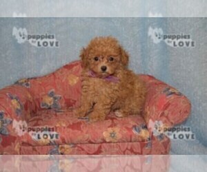 Poodle (Toy) Dog for Adoption in SANGER, Texas USA