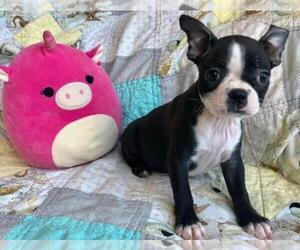 Boston Terrier Puppy for sale in SHILOH, OH, USA