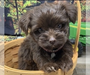 Shorkie Tzu Puppy for sale in SELLERSBURG, IN, USA