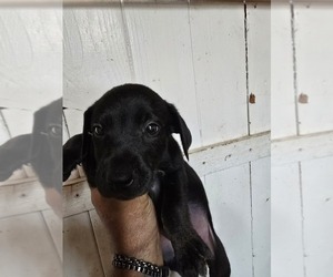 Labrador Retriever Puppy for sale in PITTSBURG, KS, USA