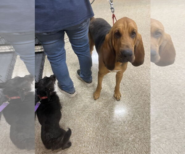 Medium Photo #3 Bloodhound Puppy For Sale in Pipe Creek, TX, USA