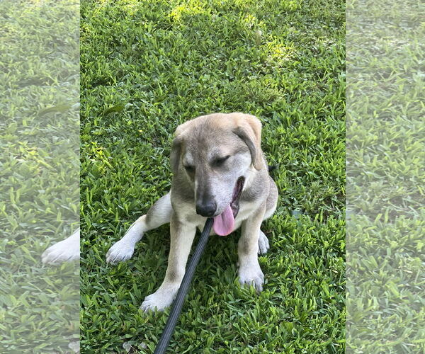 Medium Photo #10 Huskies -Unknown Mix Puppy For Sale in Crossville, AL, USA