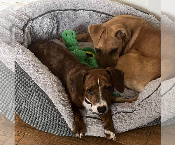 Medium Photo #5 Dachshund-Unknown Mix Puppy For Sale in Mount Laurel, NJ, USA