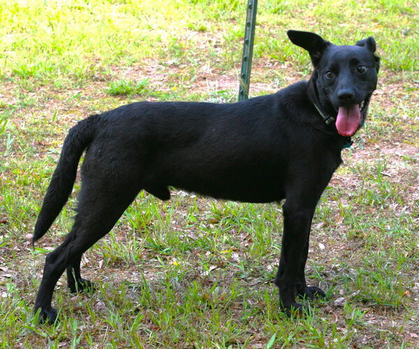 Medium Photo #3 Australian Kelpie-Labrador Retriever Mix Puppy For Sale in Attalka, AL, USA