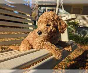 Poodle (Miniature) Puppy for sale in MIDLAND, NC, USA