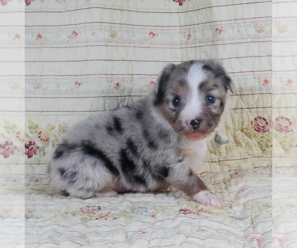 Medium Photo #2 Miniature Australian Shepherd Puppy For Sale in HARRISON, OH, USA