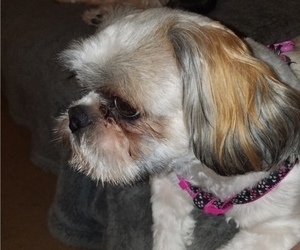 Mother of the Shih Tzu puppies born on 10/23/2024