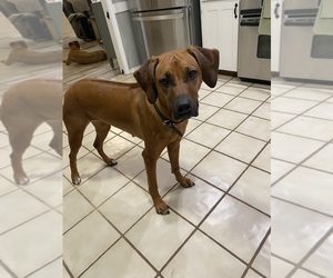 Mother of the Rhodesian Ridgeback puppies born on 09/04/2025