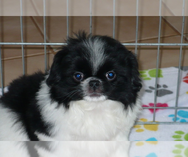 Medium Photo #6 Japanese Chin Puppy For Sale in ORO VALLEY, AZ, USA