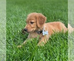Small Photo #44 Golden Retriever Puppy For Sale in WOLCOTT, IN, USA